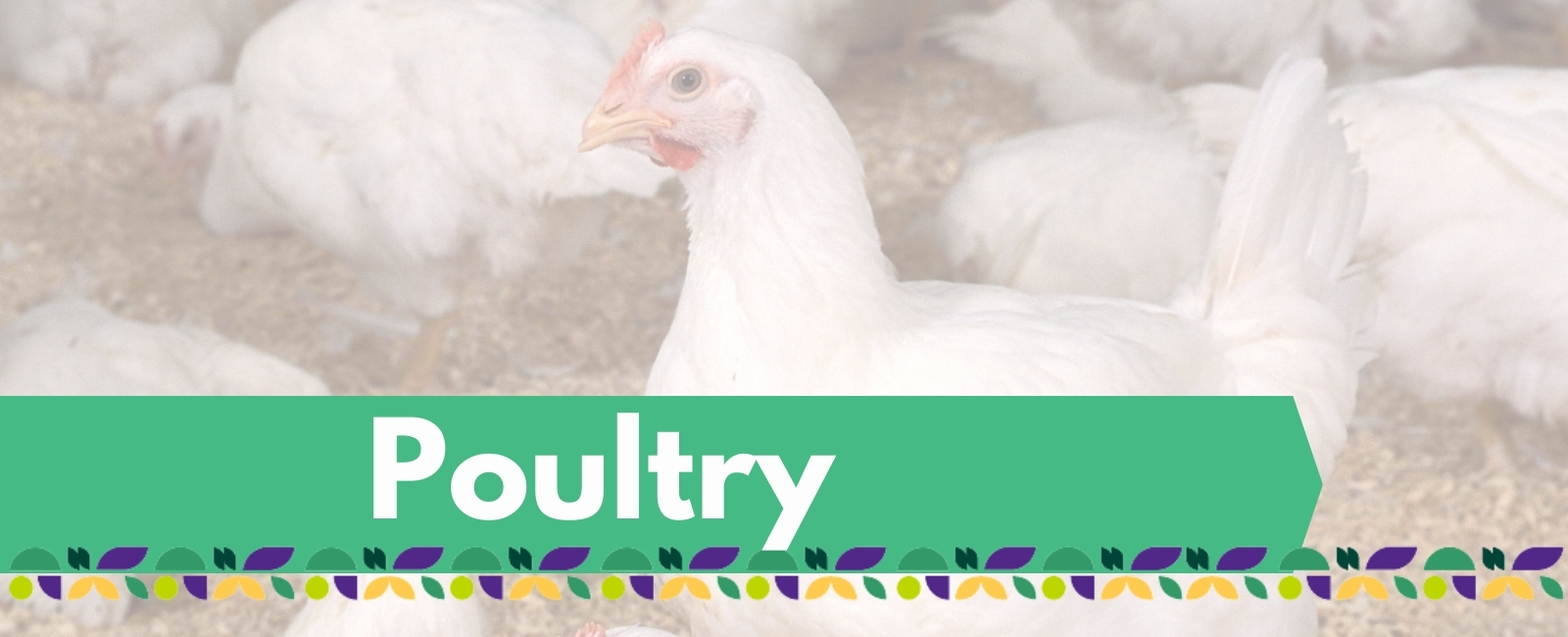 poultry project banner with text