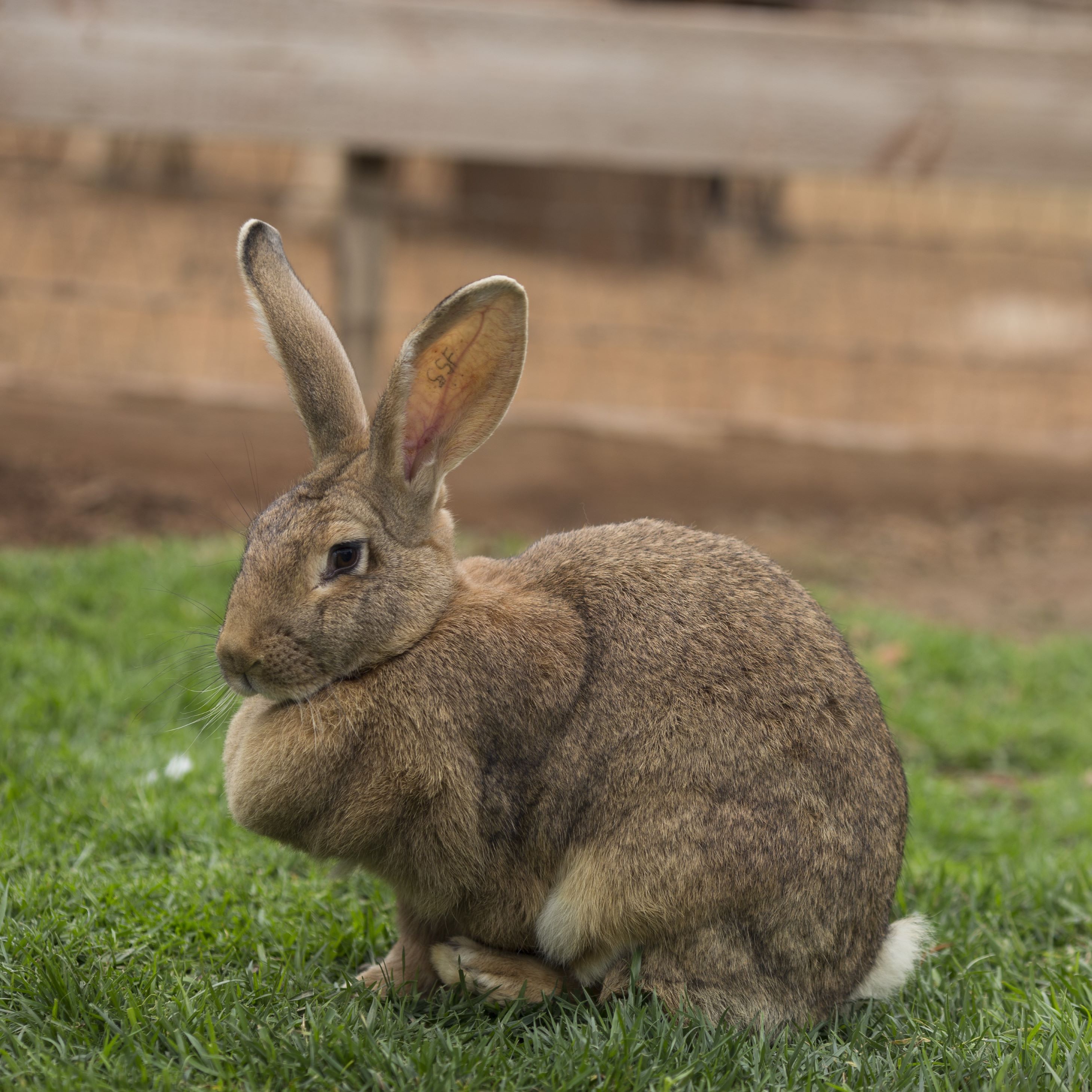 rabbit project