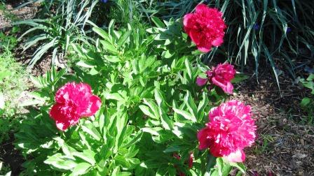 'Red Charm' peony plant