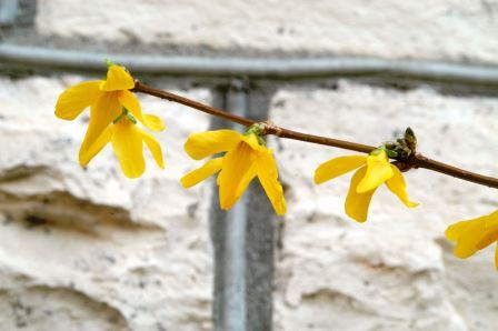 Forsythia stem in bloom