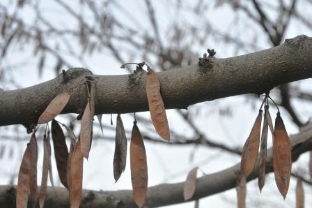 Redbud seed pods