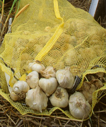 Garlic cloves