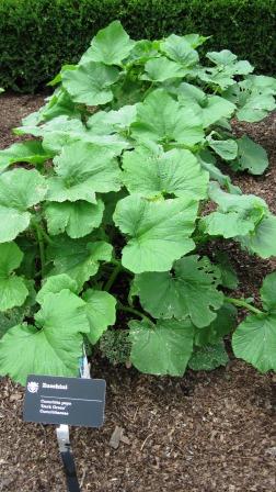 Squash foliage (zucchini)